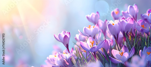 A beautiful natural autumn background with delicate lilac crocus flowers against a blue sky banner, perfect for seasonal and nature-related designs.