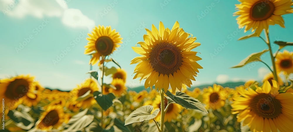 Obraz premium Field of sunflowers on a blue background. generative ai