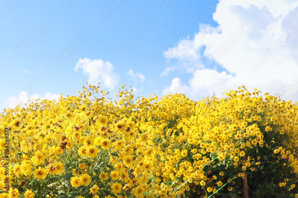 Obraz premium Yellow flower garden with blue sky ,flower concept.