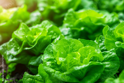 Agriculture technology enhances lettuce growth in an eco-friendly, indoor farm. photo