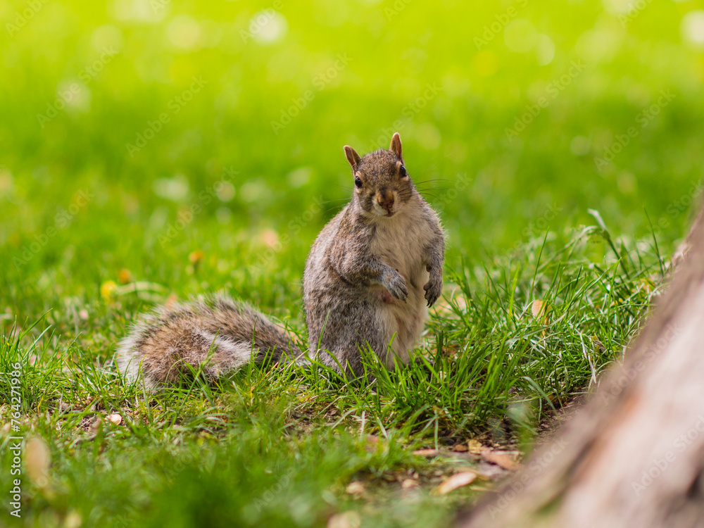 Obraz premium Montreal, Canada - July 24 2016: A squirrel with nuts in hand standing under the tree about to eat