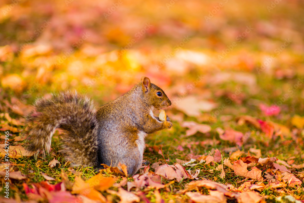 Montreal, Canada - Oct 12 2016: A squirrel with nuts in hand standing under the tree in fall season on Mont Royal in Montreal Montreal, Canada - Oct 12 2016: A squirrel with nuts in hand standing under the tree in fall season on Mont Royal in Montreal