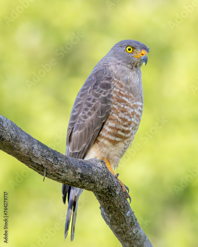 eagle perched on the branch of a tree with green background