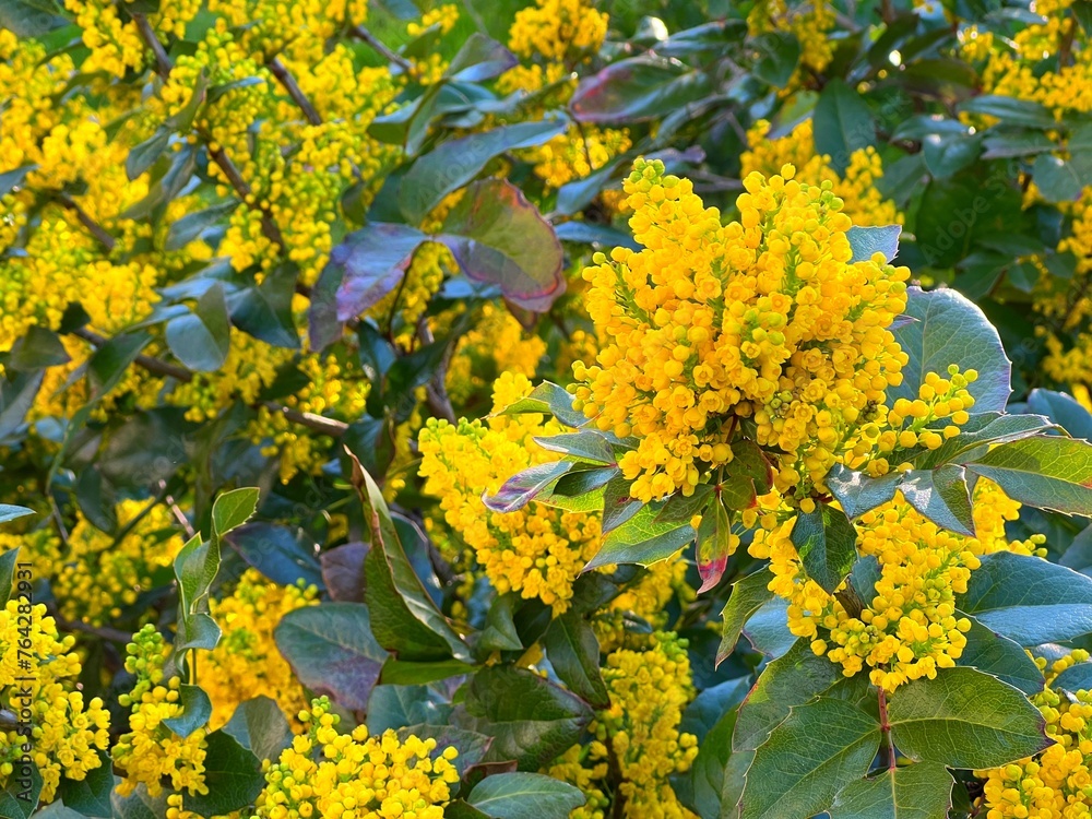 Naklejka premium Yellow flowers Oregon grape Mahonia aquifolium