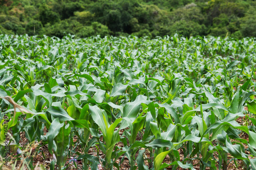 Corn plantation still growing in a city in the interior of São Paulo in Brazil
