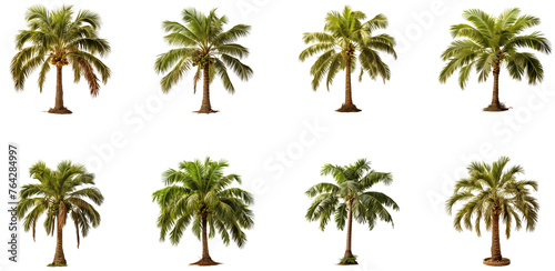Set Of Palm Trees With Transparent Background, Plants and Trees