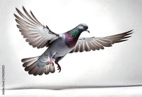 A pigeon captured in mid-movement against a plain white background, its wings spread wide as it takes flight, showcasing the bird's strength and agility in a moment of dynamic energy © Tanveer