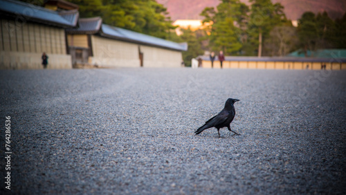 Foto Kyoto, Japan - March 23 2016: A lonely black crow at outskirt of Nijo Castle in