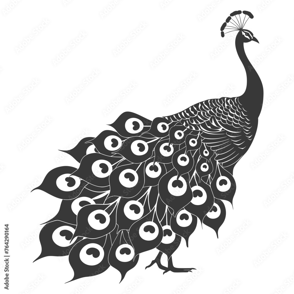 Obraz premium Silhouette Peafowl Birds Animal raise feather tail black color only
