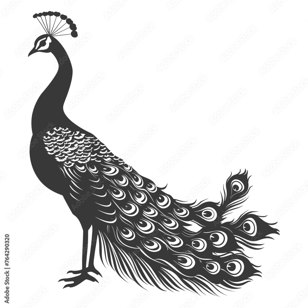 Silhouette Peafowl Birds Animal raise feather tail black color only Silhouette Peafowl Birds Animal raise feather tail black color only