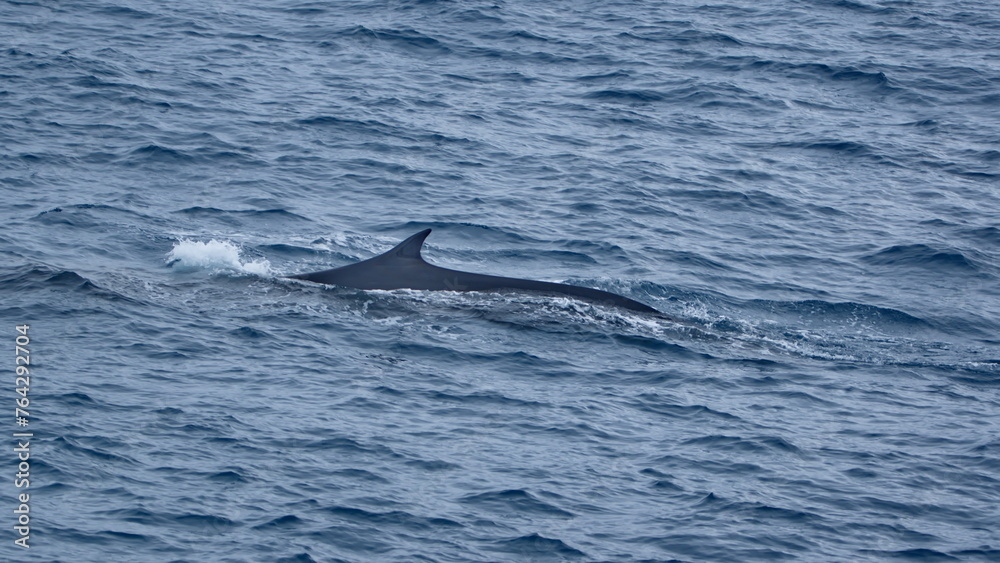 Naklejka premium Fin whale (Balaenoptera physalus) near Elephant Island, Antarctica
