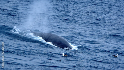 Fin whale (Balaenoptera physalus) blowing near Elephant Island, Antarctica photo