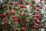 An evergreen tree with plenty of red apples on its branches