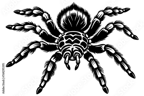 Tarantula on clean background silhouette vector art illustration