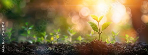 Banner with young plant growing in garden. Seedling are growing in the soil with backdrop of the mourning sunlight. Green world and Earth day concept. Ecology and ecological balance © JovialFox