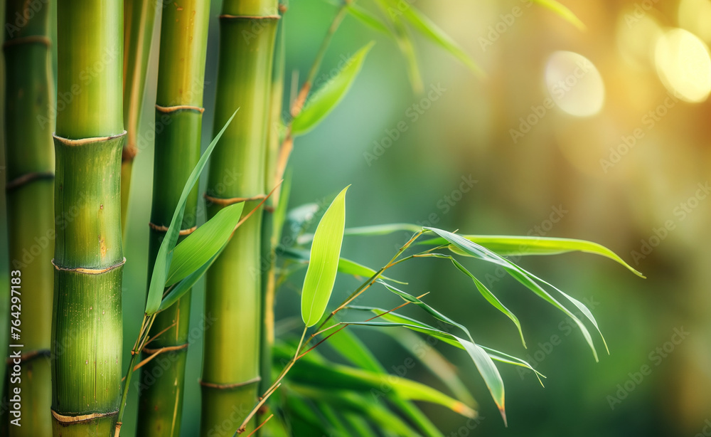 Fototapeta premium Bamboo Elegance: Nature's Textured Splendor