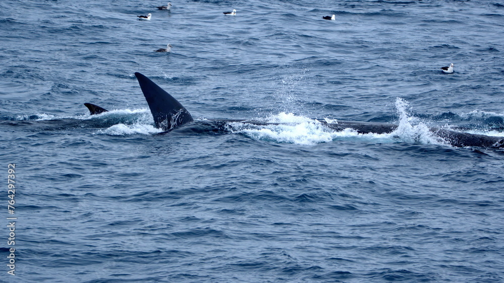 Fototapeta premium Fin whale (Balaenoptera physalus) surrounded by sea birds near Elephant Island, Antarctica