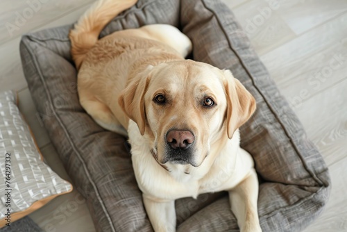 Top view of adorable labrador dog lying on soft dog bed in home interior