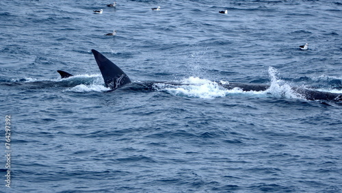 Fin whale (Balaenoptera physalus) surrounded by sea birds near Elephant Island, Antarctica