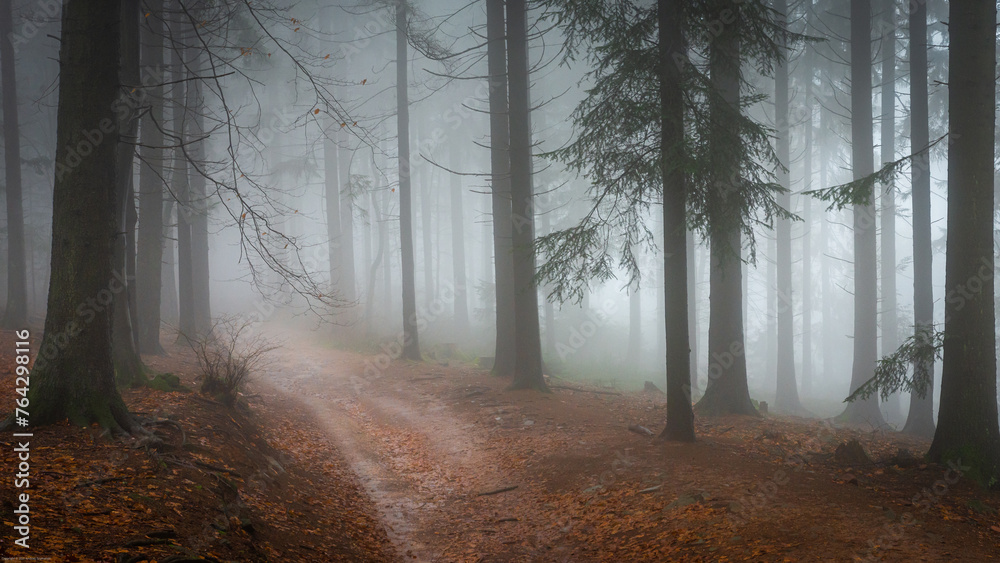 Obraz premium Odenwald forest