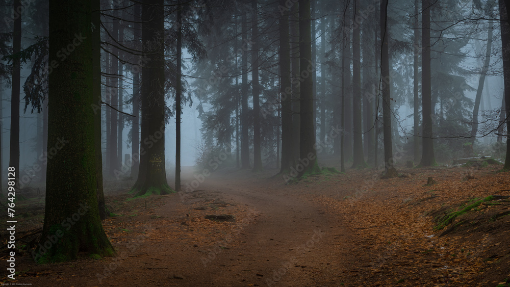 Naklejka premium Odenwald forest