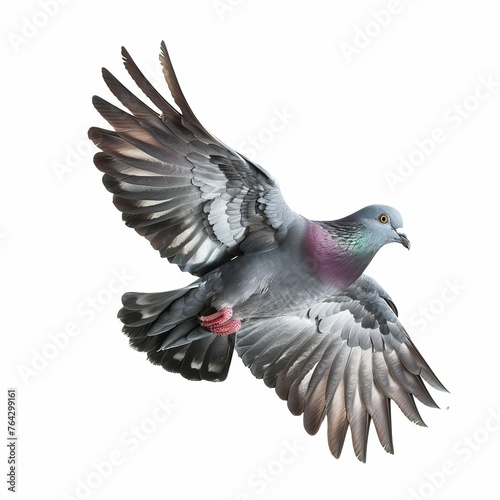 pigeon in flight on a white background 