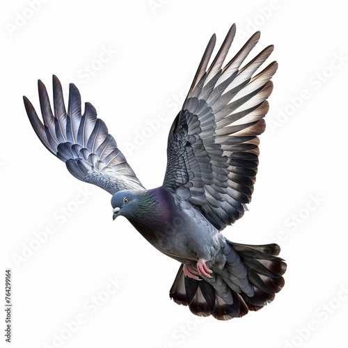 pigeon in flight on a white background 
