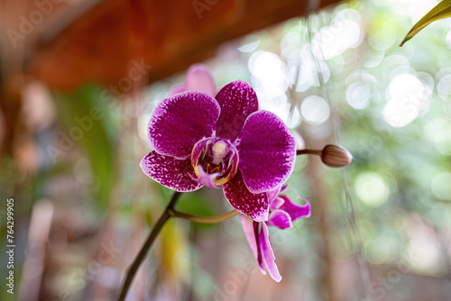 Orchid Flowering Plant photo