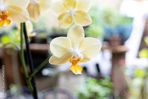 Orchid Flowering Plant photo