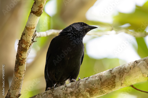 Black Chopi Blackbird photo
