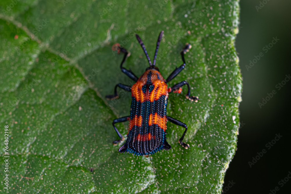 Naklejka premium Adult Leaf Beetle