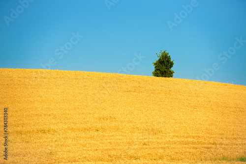 Under the blue sky, the golden wheat field with lonely tree at the top of the hill in an Italian landscape.
