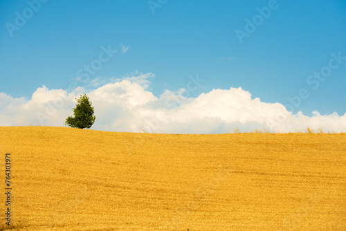 Under the blue sky, the golden wheat field with lonely tree at the top of the hill in an Italian landscape.

