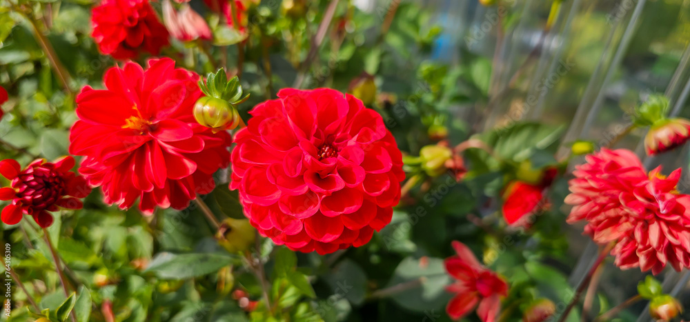 Pompon or ball Dahlias | Beautiful decorative dahlia flower with magnificent blunt petals slightly rounded at their tips