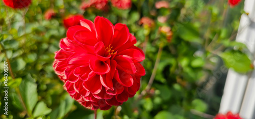 Pompon or ball Dahlias | Beautiful decorative dahlia flower with magnificent blunt petals slightly rounded at their tips photo