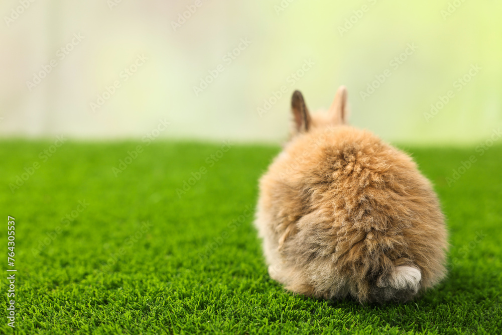 Cute little rabbit on grass, back view. Space for text Cute little rabbit on grass, back view. Space for text