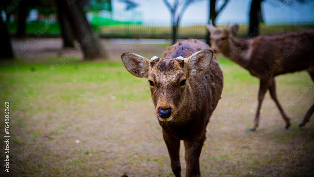 Nara, Japan - April 15 2016: A deer roaming in Nara park in Japan Nara, Japan - April 15 2016: A deer roaming in Nara park in Japan