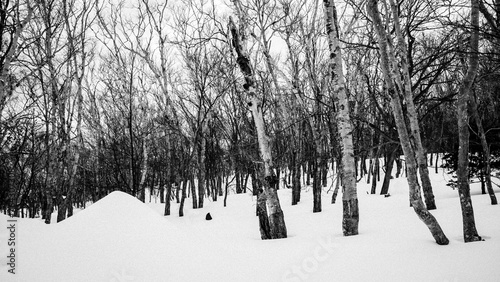 Tengu Mount, Japan - March 26 2016: Winter Trees on the top of Tengu Mount covered with snow in Otaru photo