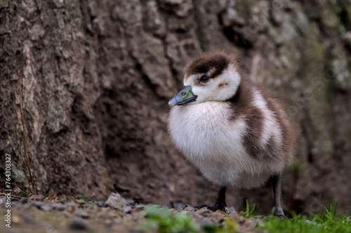 Portrait of a cute fledgling of an egyptian goose