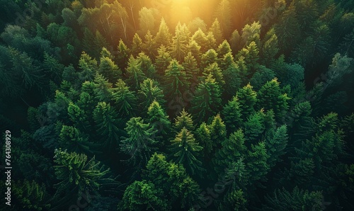 Sunrise over the green forest