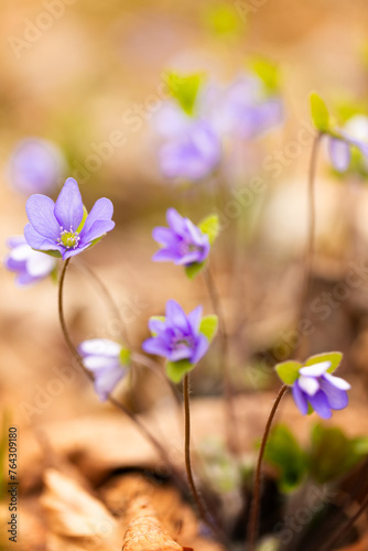 Fioletowe leśne kwiaty przylaszczki (Hepatica nobilis), rozmyte tło 