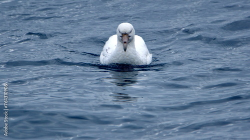 Southern giant petrel (Macronectes giganteus), white morph, swimming near Elephant Island, Antarctica