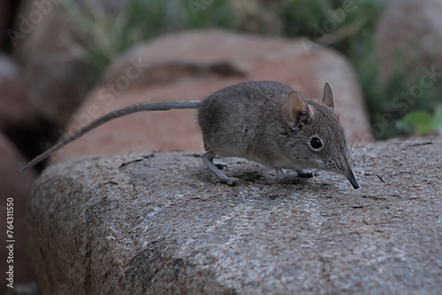 Elephant-shrew on rock photo