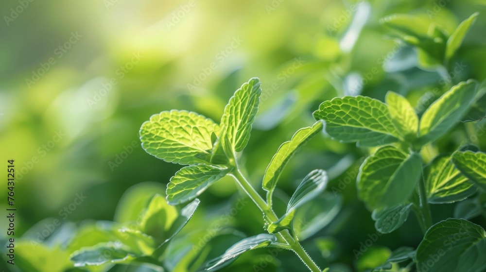 Serene mint green leaves swaying in a gentle breeze AI generated illustration Serene mint green leaves swaying in a gentle breeze AI generated illustration