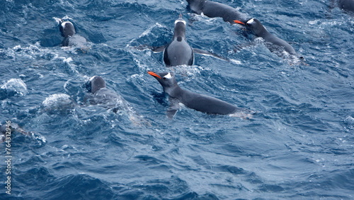 Raft of gentoo penguins (Pygoscelis papua) swimming near Elephant Island, Antarctica