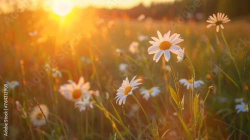 white daisy blossoms in a field, grassy meadow is blurred, warm golden hour effect during sunset and sunrise, copy and text space, 16:9