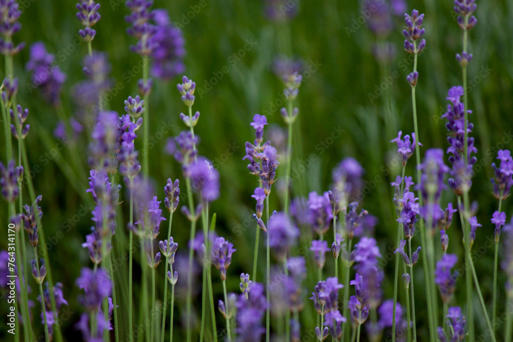 Obraz premium Blooming lavender field on a sunny day, Nature, Natural background, Garden