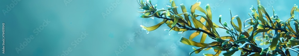 Seaweed sea background. - obrazy, fototapety, plakaty 