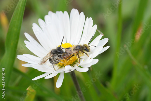 Closeup on a copulation of red-bellied miner mining bees, Andrena ventralis in a white common daisy flower