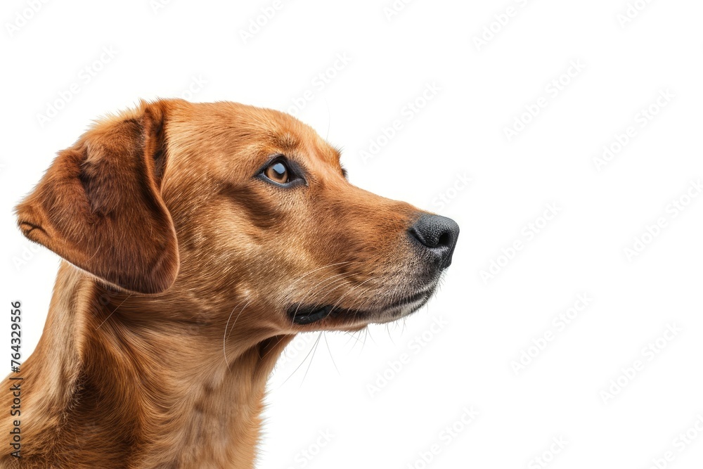 Red fox hunting labrador in studio looking to the right, isolated background and copy space - generative ai Red fox hunting labrador in studio looking to the right, isolated background and copy space - generative ai
